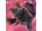 Adopt Crash a Nebelung