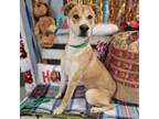 Adopt Butters a Mixed Breed