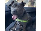 Adopt Wishbone a Mixed Breed, American Staffordshire Terrier