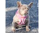Isabella Frenchie LOW Price
