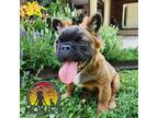 French Bulldog Puppy for sale in Springfield, MO, USA