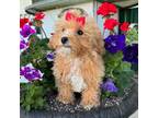 Poodle (Toy) Puppy for sale in Findlay, OH, USA