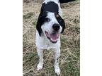 Adopt Yahtzee a Hound