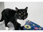 Adopt Waldorf a Domestic Short Hair, Tuxedo