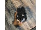 Pomeranian Puppy for sale in Enid, OK, USA