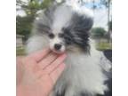 Pomeranian Puppy for sale in Enid, OK, USA