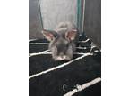 Adopt April and May a Lionhead, American
