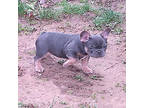 French Bulldog Puppy for sale in Newark, DE, USA