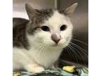 Adopt Squirt a Domestic Short Hair