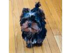 Yorkshire Terrier Puppy for sale in Monee, IL, USA