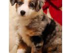 Miniature Australian Shepherd Puppy for sale in Greeley, CO, USA