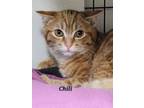 Adopt Chili a Domestic Short Hair