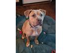Adopt Tripoli a Pit Bull Terrier, Mixed Breed