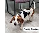 Adopt Snoop Jordan a Beagle