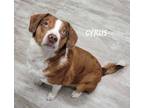 Adopt Cyrus Simon a Beagle, Australian Shepherd