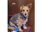 Adopt Ace a Yorkshire Terrier