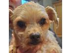 Adopt Polo a Yorkshire Terrier