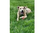 Adopt COLBY a Labrador Retriever