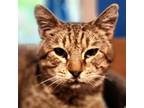 Adopt Prince Charming a Domestic Short Hair