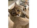 Adopt TRUMAN - SHY AFFECTIONATE (LOVES BELLY RUBS) HANDSOME CLASSIC TABBY a