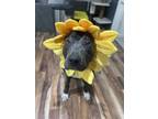 Adopt George a Cane Corso, Pit Bull Terrier