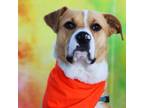 Adopt Toby JuM a Pit Bull Terrier, Yellow Labrador Retriever