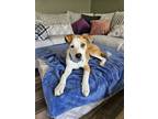 Adopt Doc a Pit Bull Terrier, Cattle Dog