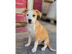 Adopt Doc a Pit Bull Terrier, Cattle Dog