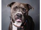 Adopt Russel a American Staffordshire Terrier