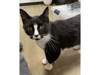 Adopt Milo a Domestic Short Hair