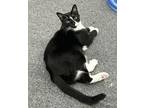 Adopt Sammy Davis a American Shorthair