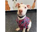 Adopt Pablo the pawfect puppy a Pit Bull Terrier