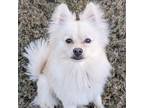 Adopt Ghost a Pomeranian, Mixed Breed