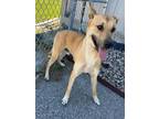 Adopt FLYNN a Labrador Retriever, German Shepherd Dog