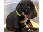 Adopt Rotti-Terrier #8 Male (Black Pattern Collar) a Rottweiler, Terrier