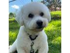 Adopt Wizard a Bichon Frise