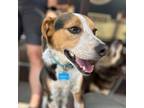 Adopt Croix (Bucky) a Beagle, Cattle Dog