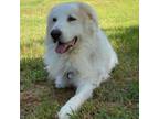 Adopt Marvel a Great Pyrenees