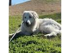 Adopt Marvel a Great Pyrenees