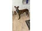 Adopt Rusty a Greyhound, Coonhound