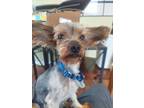 Adopt Skittles a Yorkshire Terrier