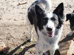 Adopt Baxter a Border Collie, Shetland Sheepdog / Sheltie