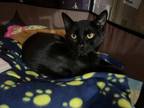 Adopt Oscar De La Hoya a Domestic Short Hair, American Shorthair