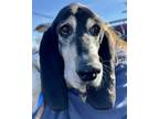 Adopt Skeeter - Special Needs a Basset Hound