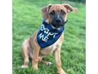 Adopt Figgy a Cattle Dog, Boxer