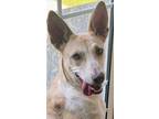 Adopt Richie a Australian Cattle Dog / Blue Heeler, Mixed Breed