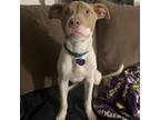 Adopt Lapis (Bubs) a Pit Bull Terrier