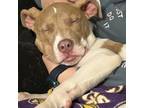 Adopt Lapis a Pit Bull Terrier