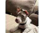 Adopt Garnet a Pit Bull Terrier