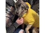 Adopt PJ a Catahoula Leopard Dog